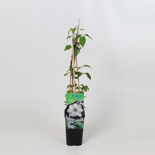 <h4>Clematis Miss Bateman</h4>