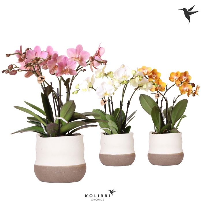 <h4>Kolibri Orchids Phalaenopsis Jewel mix in Imperfect Bag pot</h4>