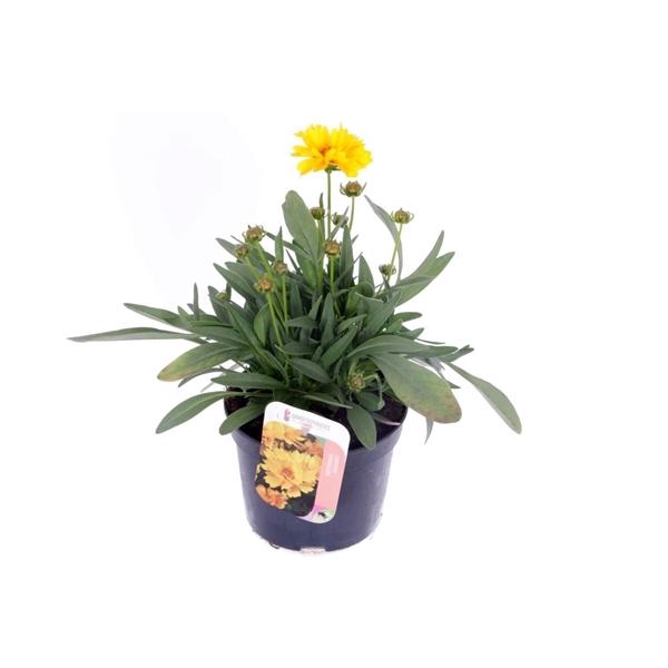 <h4>Coreopsis grandiflora 'Early Sunrise'</h4>