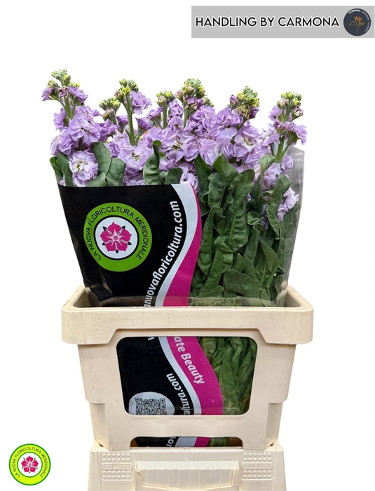 <h4>MATTH IRON MARINE</h4>