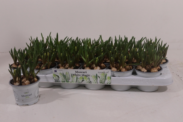 <h4>MUSCAR WHITE MAGIC</h4>