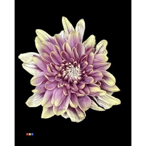 Chr T 2 Kl Baltica Purple Fresh