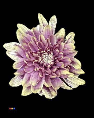 <h4>Chr T 2 Kl Baltica Purple Fresh</h4>