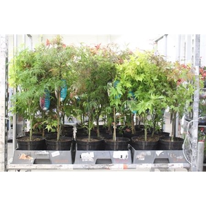 Acer Mix