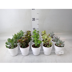 Succulents   ...mix 5