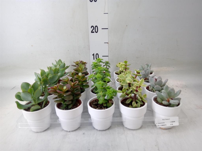 <h4>Succulents   ...mix 5</h4>