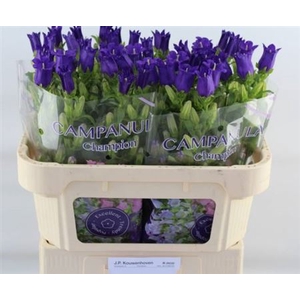 Campanula medium 'Champion Blue'