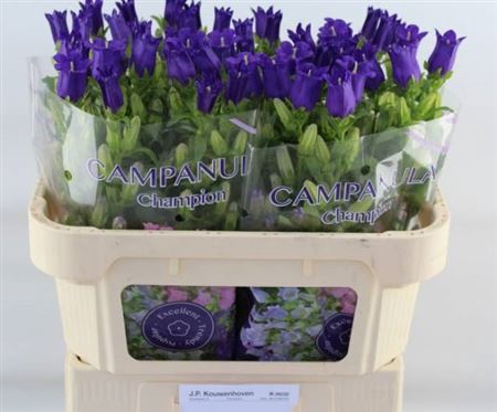 <h4>Campanula medium 'Champion Blue'</h4>