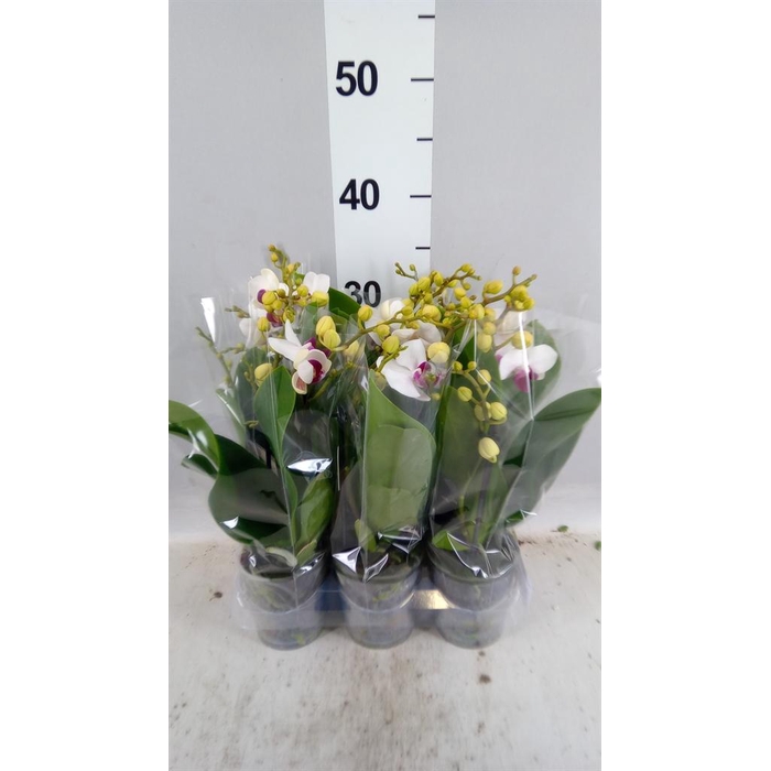 <h4>Phalaenopsis multi. 'FC Safe Haven'</h4>