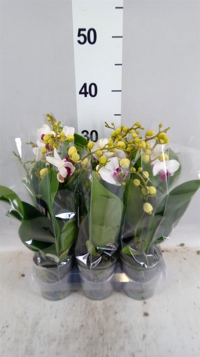 Phalaenopsis multi. 'FC Safe Haven'