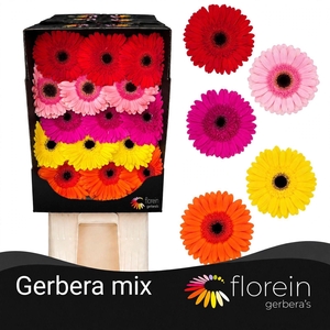 Gerbera Mix Diamond