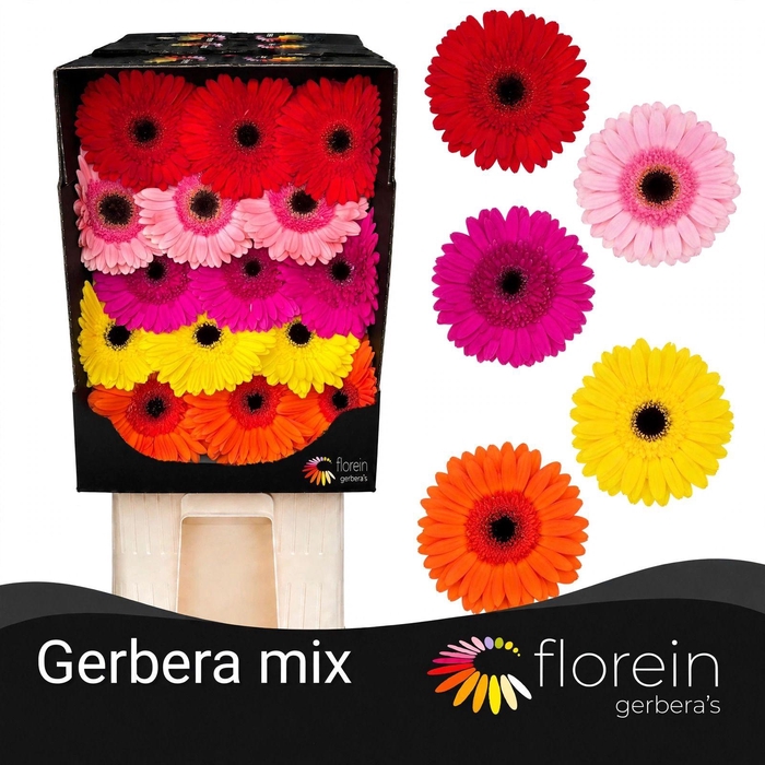 <h4>Gerbera Mix Diamond</h4>