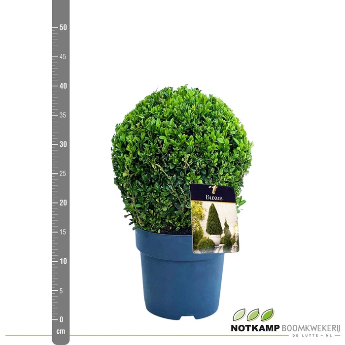 <h4>Buxus overig</h4>