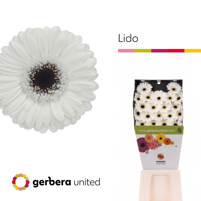 <h4>Germini Lido Diamond</h4>