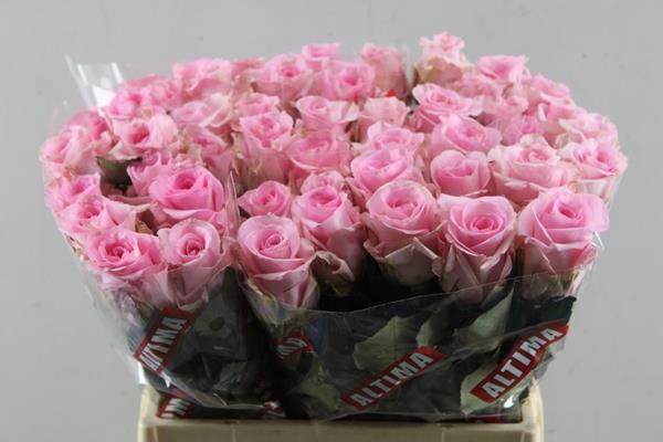 <h4>R Gr Jessika L40</h4>