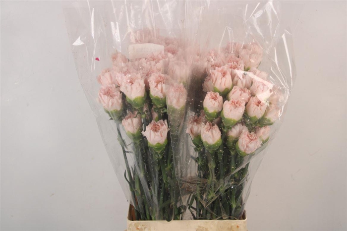 <h4>Di St Dulcinea</h4>