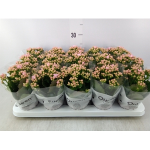 Kalanchoe  'MoreFlow Lillian'
