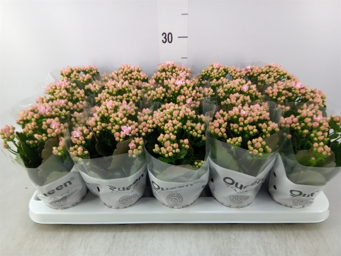<h4>Kalanchoe  'MoreFlow Lillian'</h4>
