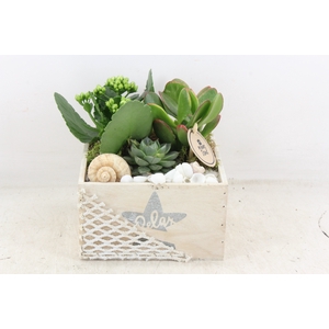arr2 PL - Hout 4kant maritiem 285/6