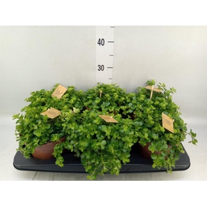 Peperomia rotundifolia