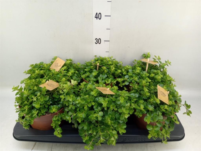 <h4>Peperomia rotundifolia</h4>