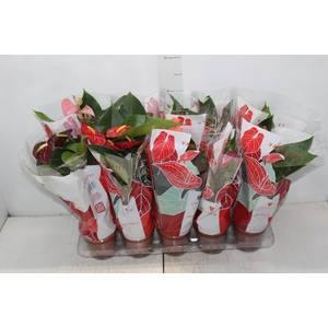 ANTHURIUM VARIADO P12