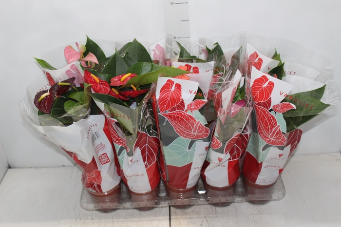 <h4>ANTHURIUM VARIADO P12</h4>