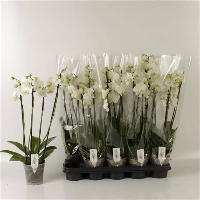 <h4>PHAL OV WIT</h4>