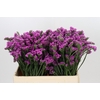 Limonium sinuatum Rosa Sun Birds