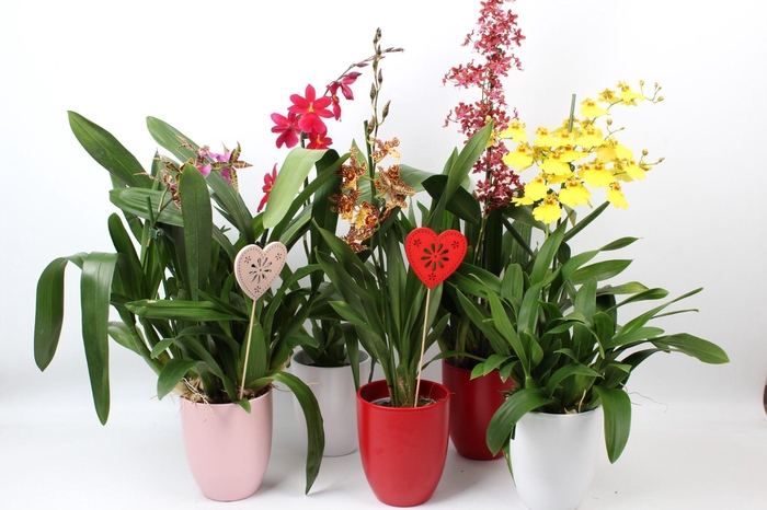 <h4>Orchideeën Gemengd 1 Tak Keramiek Moederdag</h4>