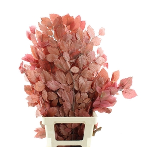 Pres Beech Leafs Cerise