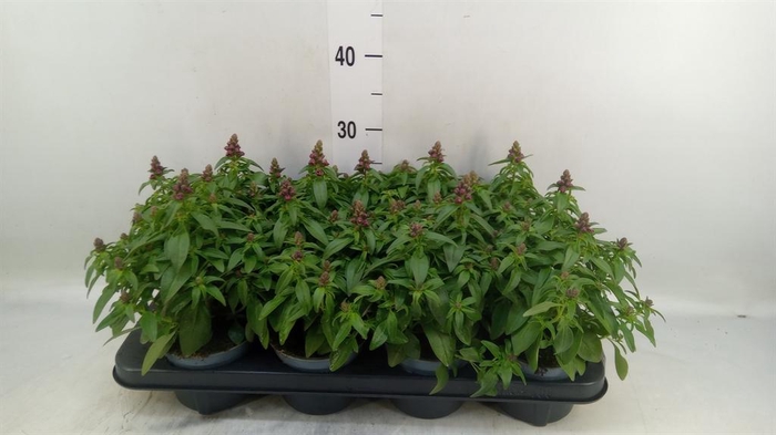 <h4>Antirrhinum majus   ...</h4>