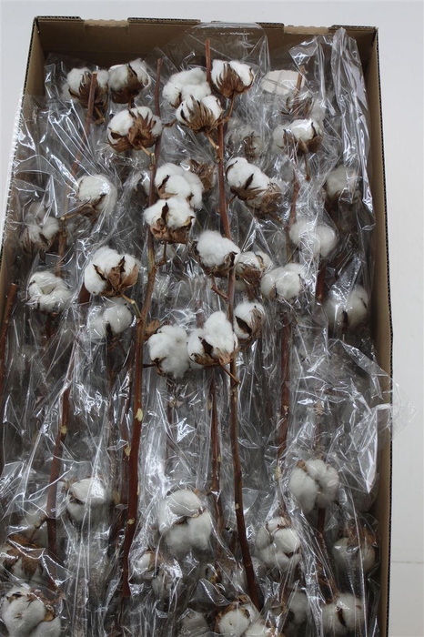 <h4>Gos Hirsutum Wit 6+</h4>