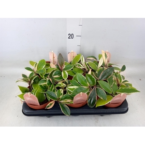 Hoya carnosa 'Floraganza Flamingo'