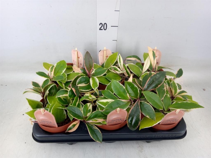 <h4>Hoya carnosa 'Floraganza Flamingo'</h4>
