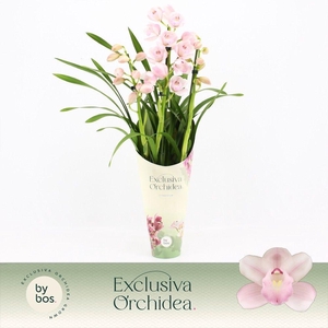 Cymbidium, Pink Bell 3-spike 'Exclusiva Orchidea' Potcover