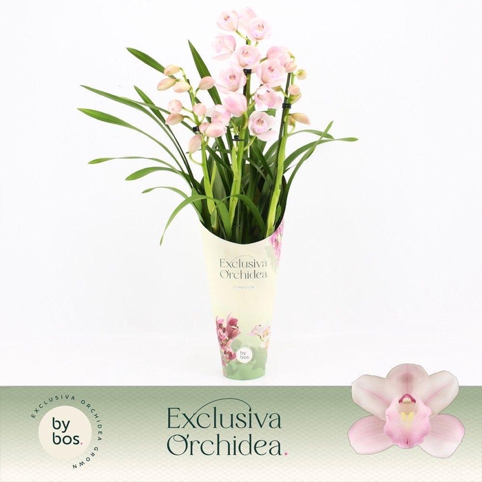 <h4>Cymbidium, Pink Bell 3-spike 'Exclusiva Orchidea' Potcover</h4>