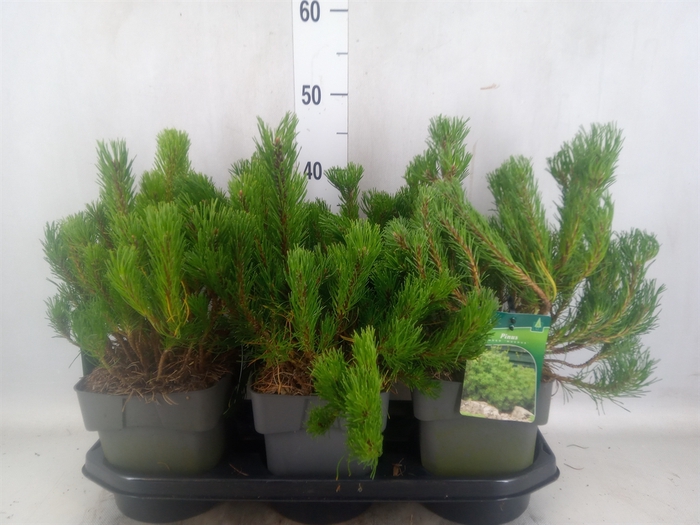 <h4>Pinus mugo pumilio</h4>