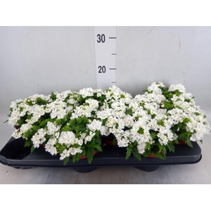 Verbena  'Drums White'