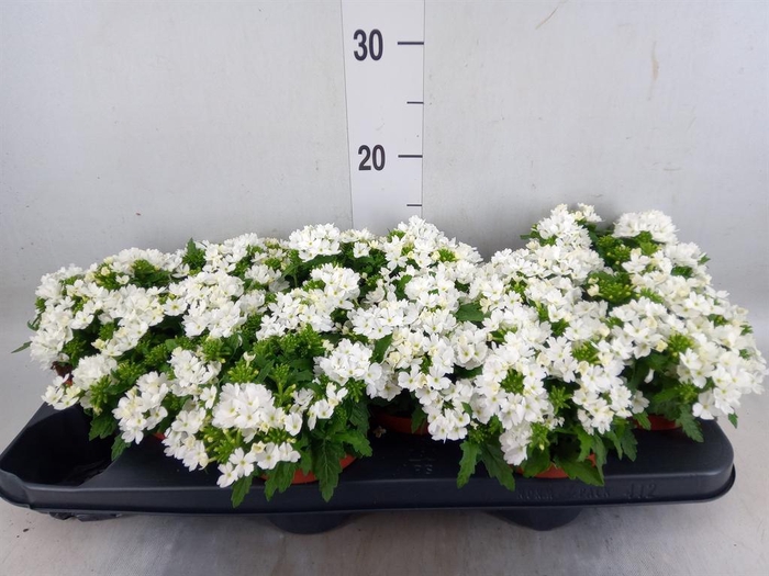 <h4>Verbena  'Drums White'</h4>