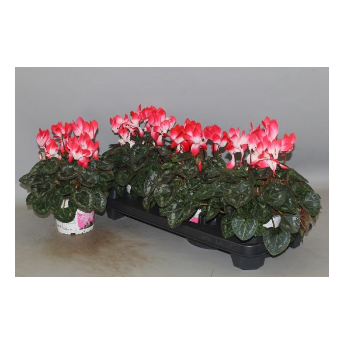 <h4>CYCL MD INDIAKA</h4>