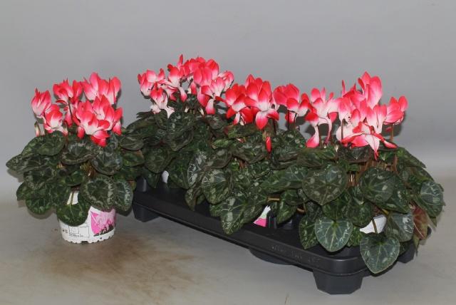 <h4>CYCL MD INDIAKA</h4>