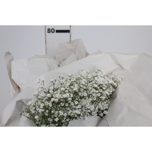 GYPSOPHILA DYNAMIC LOVE 070 CM