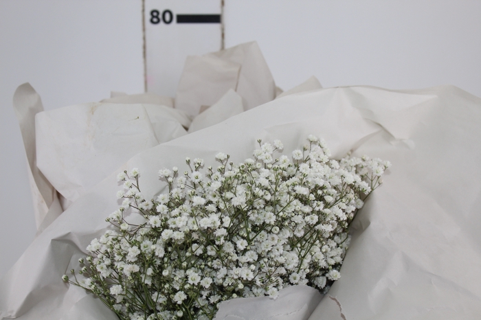 <h4>GYPSOPHILA DYNAMIC LOVE 070 CM</h4>