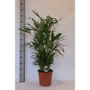 CHAMAED CATARACTARUM