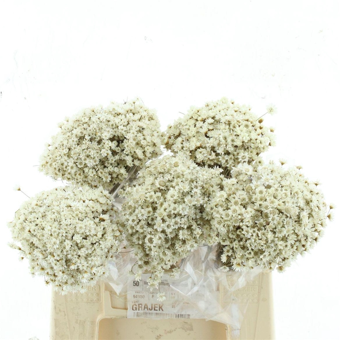 <h4>Dried Glixia Natural</h4>