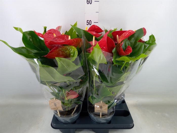 <h4>Anthurium andr. 'Red Bull'</h4>