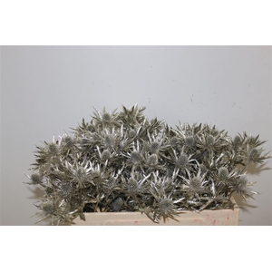Eryngium Kb Platina