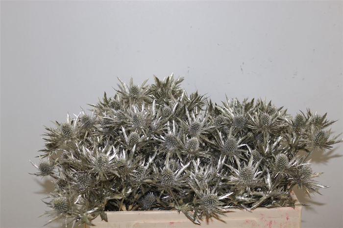 <h4>Eryngium Kb Platina</h4>