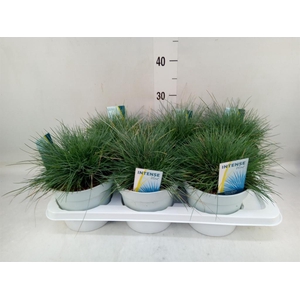 Festuca glauca 'Intens Blue'